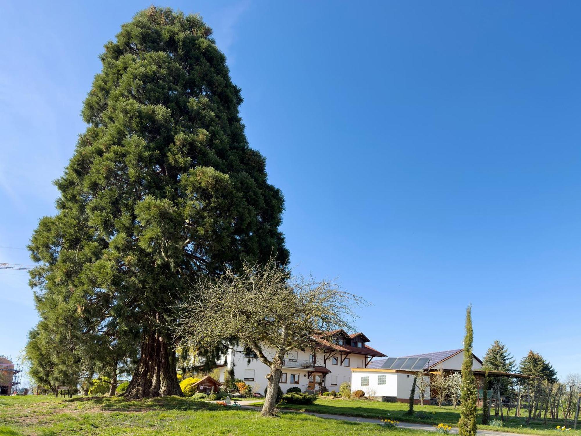Bergchalet Mirabell - Obstgut am Bodensee FDH Exterior foto